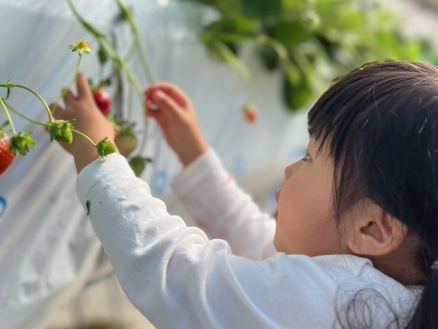 小さいお子様も一緒になって楽しめます。_MARUHA RESORT いちごの丘