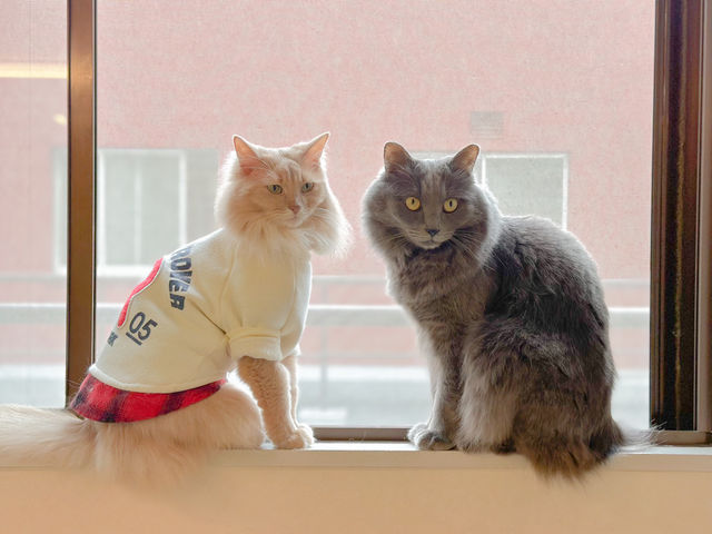 猫カフェ Nyanny