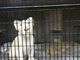 ڂ肳̉ꂱǂ̍ Okinawa zoo & museumւ̓eʐ^2